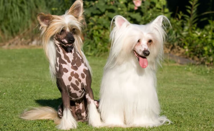 Chinese Crested